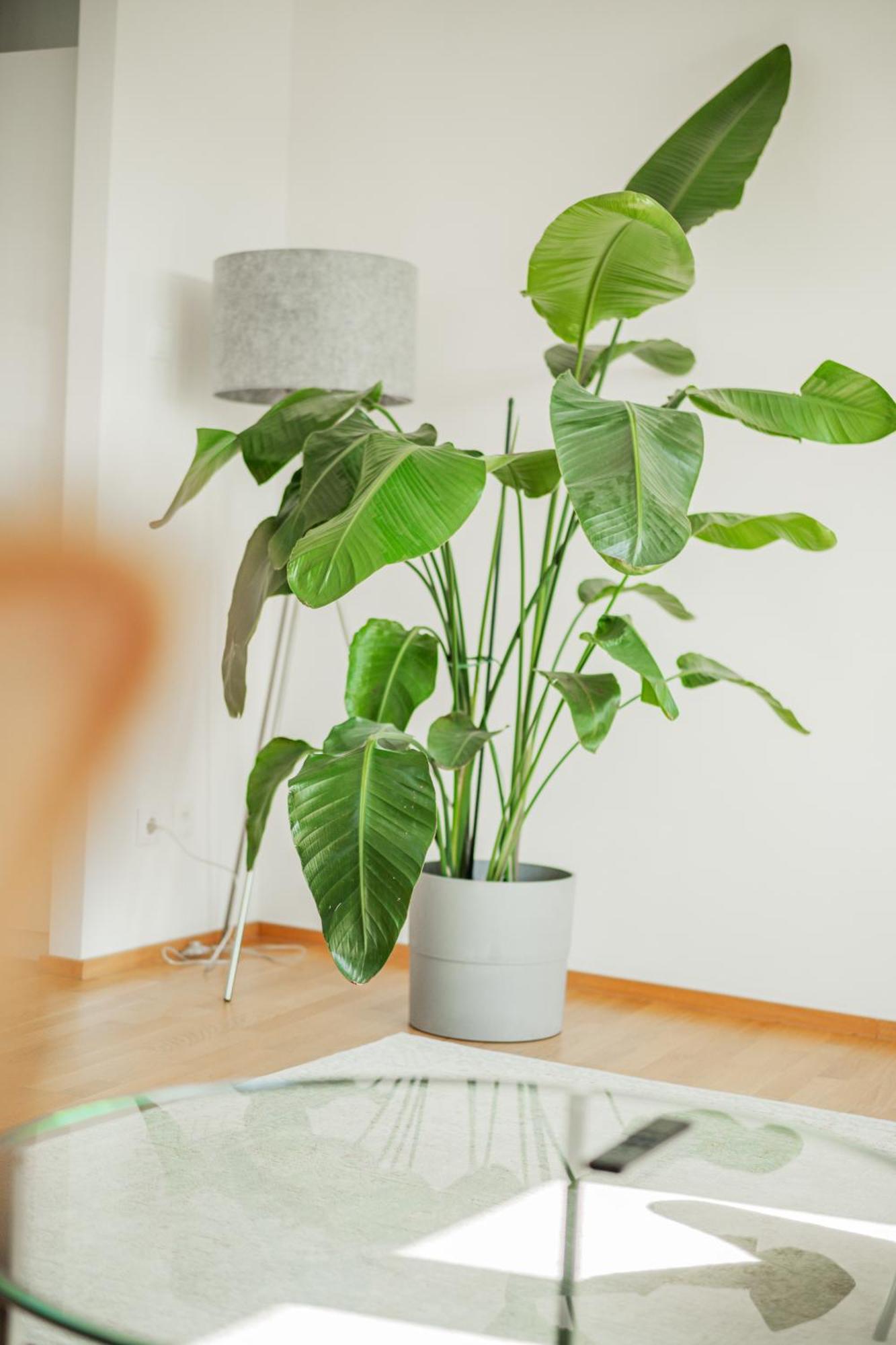 Central 60M2 Suite 10 Min Walk From Main Station Wien Eksteriør billede